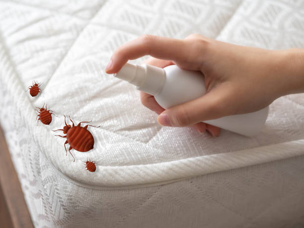 Best Termite Control Services  in Country Homes, WA